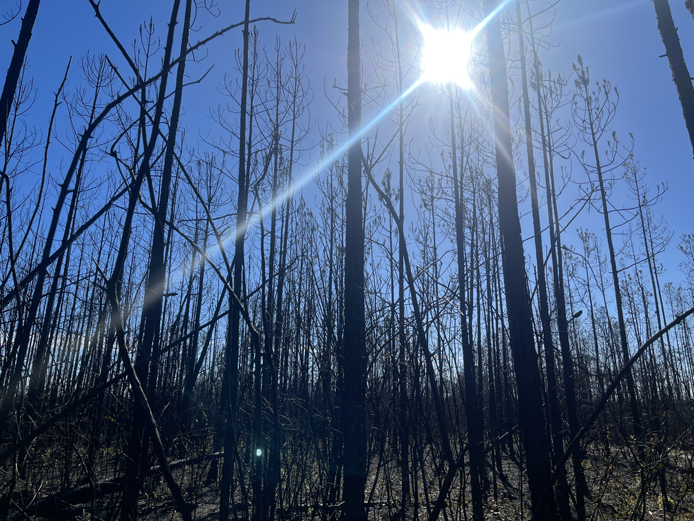 Fig 1. - Image of a recently burnt pine savannah